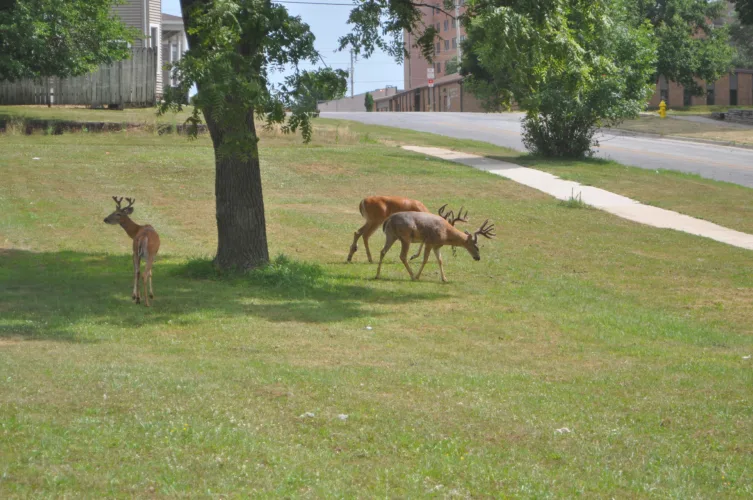 Oh deer, oh deer, oh deer